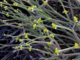 Euphorbia ephedroides stems and flowers