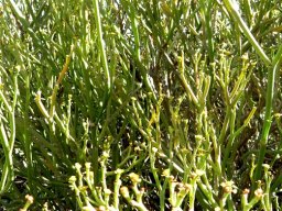 Euphorbia ephedroides