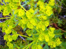 Euphorbia peplus