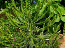 Euphorbia evansii