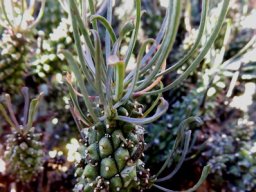 Euphorbia filiflora stem tubercles