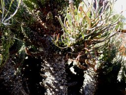 Euphorbia filiflora branched stems