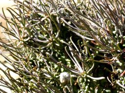 Euphorbia filiflora leaves and fruit