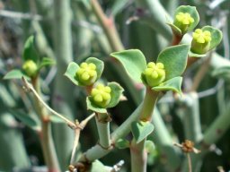 Euphorbia gariepina subsp. gariepina