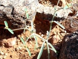 Euphorbia glanduligera, the Namib milkweed