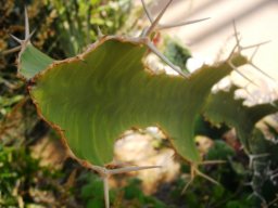 Euphorbia grandicornis