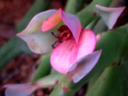 Euphorbia hamata pale floral bracts