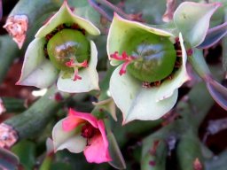 Euphorbia hamata flowers at different stages