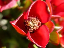 Euphorbia hamata red male cyathium