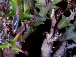 Euphorbia hamata leaves