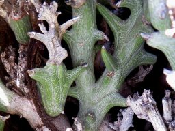 Euphorbia hamata stems