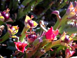 Euphorbia hamata purple fruit