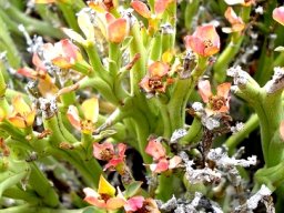 Euphorbia hamata flying the colours