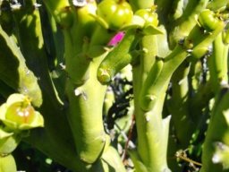 Euphorbia hamata