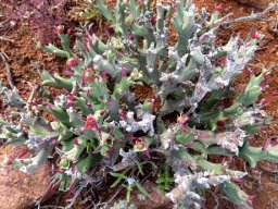 Euphorbia hamata young shrub