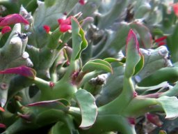 Euphorbia hamata leaves, the short term features