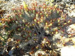 Euphorbia heptagona