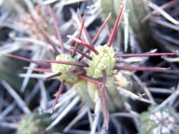 Euphorbia heptagona branching at the top