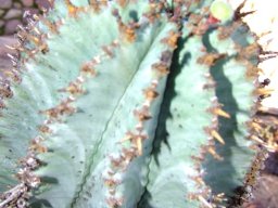 Euphorbia horrida solitary green fruit