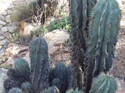 Euphorbia horrida in the Walter Sisulu National Botanical Garden