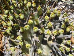 Euphorbia horrida showing fruit