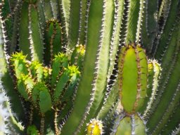 Euphorbia hottentota stems