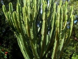 Euphorbia ingens, a young plant