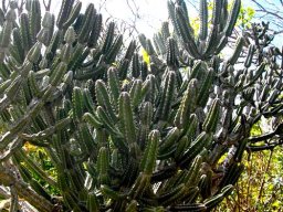 Euphorbia keithii stem-tips