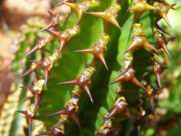 Euphorbia ledienii