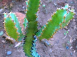 Euphorbia ledienii, the suurnoors