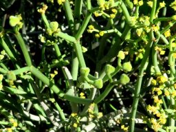 Euphorbia burmannii three-segmented fruit