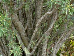 Euphorbia loricata lower stems