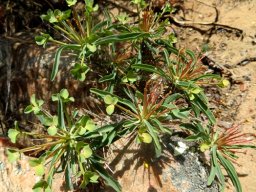 Euphorbia loricata