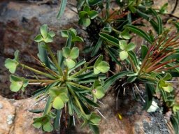 Euphorbia loricata leaves and cyathia bracts