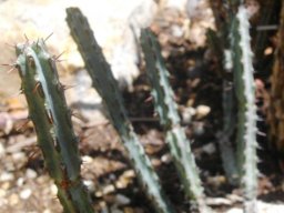 Euphorbia louwii