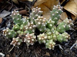 Euphorbia maleolens splitting