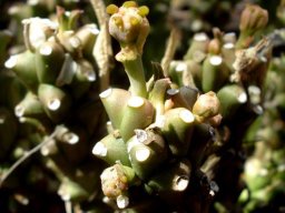 Euphorbia maleolens cyathium