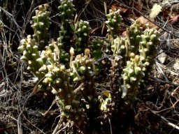 Euphorbia maleolens leaves on their last legs
