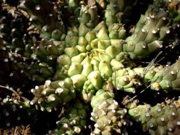 Euphorbia maleolens central crown