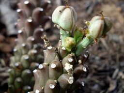 Euphorbia maleolens fruit
