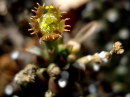 Euphorbia maleolens cyathium