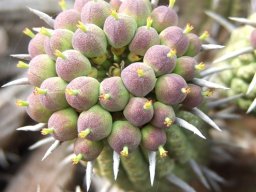 Euphorbia mammillaris, duikernoors fruit