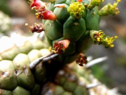 Euphorbia mammillaris branching at a stem-tip