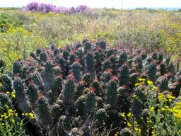 Euphorbia mammillaris