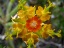 Euphorbia mauritanica flower getting on