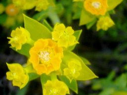 Euphorbia mauritanica flower
