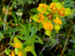 Euphorbia mauritanica flower nearing the end