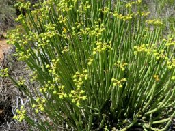 Euphorbia mauritanica bearing many fruit