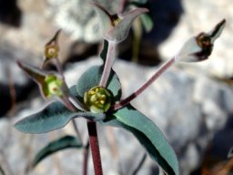 Euphorbia oxystegia