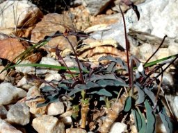 Euphorbia oxystegia leaves